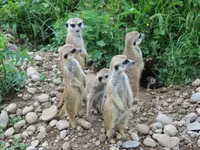 Tierklinik Au AG – Cliquez pour agrandir l’image 3 dans une Lightbox