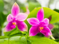 Orchidable di Andrea Martina
