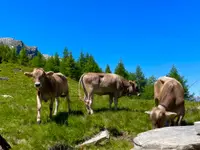 Azienda Agricola Ai Pianoi