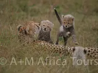 A + M Africa Tours GmbH