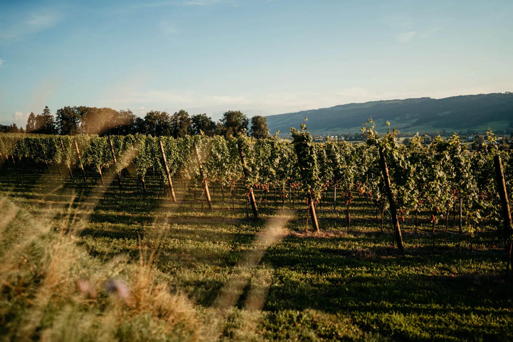 Weingut Klosterhof