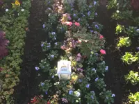 Stern Gartenbau AG