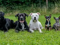 Hundeschule DOGS4LIFE.CH - Klicken Sie, um das Bild 3 in einer Lightbox vergrössert darzustellen