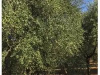Chiera Azienda Agricola - produzione e vendita olio extra vergine di oliva