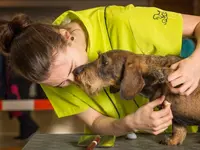 Hundesalon Pet Cut's - Klicken Sie, um das Bild 14 in einer Lightbox vergrössert darzustellen