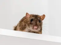 NOCIBILIS Désinfection Sàrl