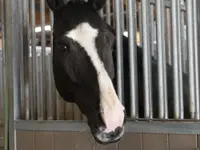 Manège et Poney Club de Presinge - Klicken Sie, um das Bild 4 in einer Lightbox vergrössert darzustellen