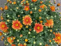Herrmann Garten & Blumen AG