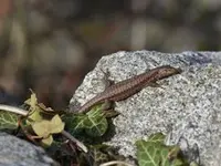 Tierschutzverein Amriswil und Umgebung