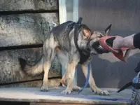 HDZ Hundezentrum - Klicken Sie, um das Bild 13 in einer Lightbox vergrössert darzustellen