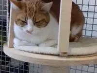 Hôtel pour chats 'Le Clozaley'