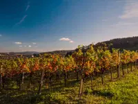 Weinbaugenossenschaft Schinznach