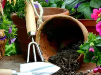 Blumen Grütter