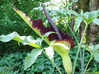 Hatt Gartenbau - Klicken Sie, um das Bild 21 in einer Lightbox vergrössert darzustellen