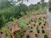 Bärtschi Gartenbau AG