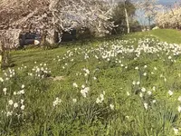 Cena Gartenbau - Klicken Sie, um das Bild 15 in einer Lightbox vergrössert darzustellen