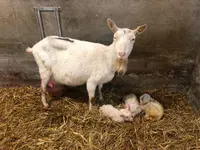 Poma Marzio - Klicken Sie, um das Bild 11 in einer Lightbox vergrössert darzustellen