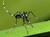 BITIS disinfestazioni SA - Klicken Sie, um das Bild 2 in einer Lightbox vergrössert darzustellen