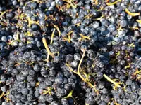 Weinbau Leuengrund - Schneider Weine