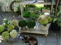 Gärtnerei und Blumengeschäft Sommer - Klicken Sie, um das Bild 2 in einer Lightbox vergrössert darzustellen