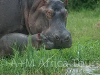 A + M Africa Tours GmbH