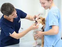 Kleintierpraxis Vivavet GmbH