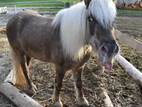 Wagis Farm - Hofladen - Klicken Sie, um das Bild 11 in einer Lightbox vergrössert darzustellen