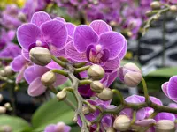 Orchidable di Andrea Martina