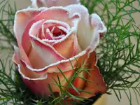 Zimmermann Flaach AG Blumen & Gartenbau