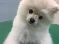 La Vigie Riviera Pet Grooming