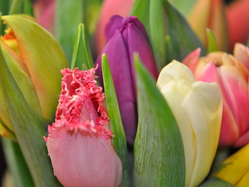 Zimmermann Flaach AG Blumen & Gartenbau - Klicken, um das Panorama Bild vergrössert darzustellen