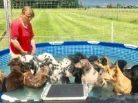 Nimalik Hundeschule & Hundepension
