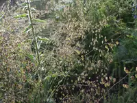 Wildpflanzengärtnerei Flora di Berna