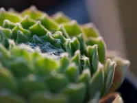 Blumen Schenk