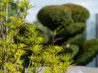 Bruno Preite Gartengestaltung und Gartenpflege - Ihr Gartenbauer im Limmattal, im Aargau & Zürich.