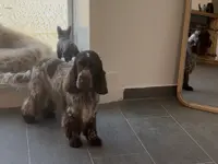 Salon de toilettage INU