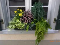 Bärtschi Blumen Pflanzen Floristik