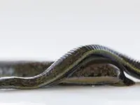 Naturheilpraxis Renata Hoffmann