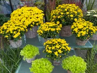 Herrmann Garten & Blumen AG