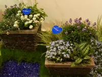 Bärtschi Blumen Pflanzen Floristik