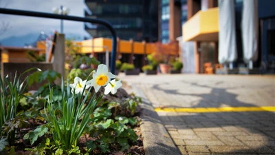 Die Hofmatt im Frühling