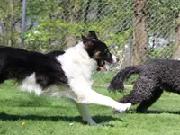 Hunde- & Katzenpension Röti