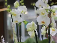 Blumengeflüster GmbH