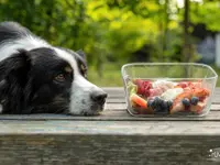 Lina, Hundert Prozent wau, Gesundheit, Training und Unterstützung für Hunde und ihre Menschen, Sandra Egli