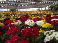 Blumen P. Gätzi