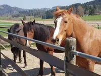 Ponyschür Schönau – Cliquez pour agrandir l’image 1 dans une Lightbox