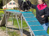 Hundeschule Guggisberg - Klicken Sie, um das Bild 5 in einer Lightbox vergrössert darzustellen