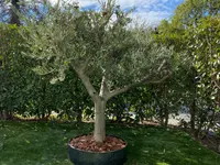 RICCI CHRISTIAN - GIARDINIERE