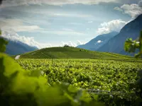 Domaine Claudy Clavien - Klicken Sie, um das Bild 2 in einer Lightbox vergrössert darzustellen