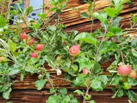 GartenTeam Inäbnit AG